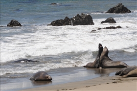 Elephant Seal View